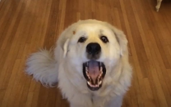 dog-bad-catching-treats-1
