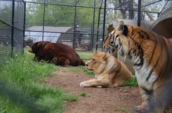 lion-tiger-and-bear-bffs-2