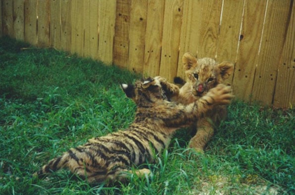 lion-tiger-and-bear-bffs-3