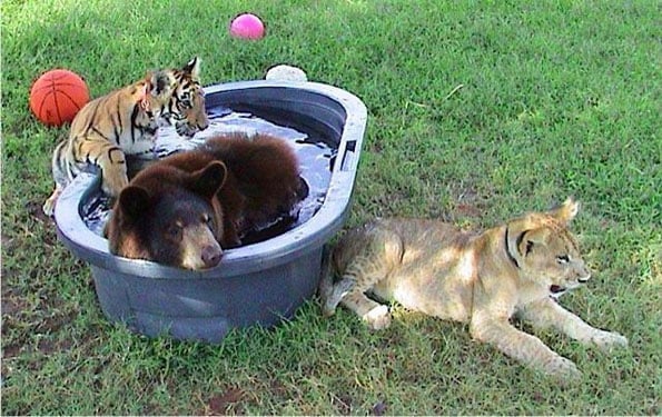 lion-tiger-and-bear-bffs-4