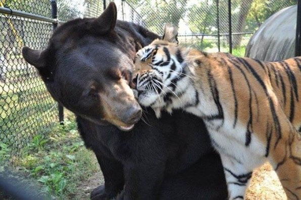 lion-tiger-and-bear-bffs-5