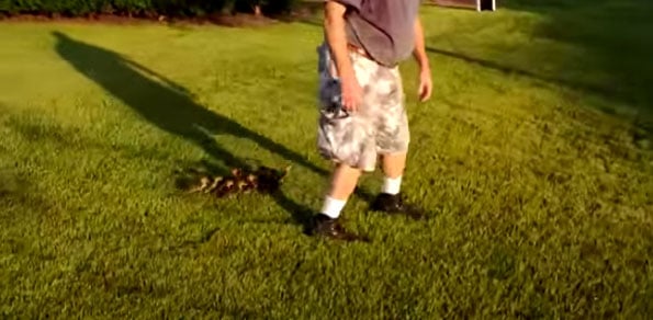 man-rescues-ducklings-video-1