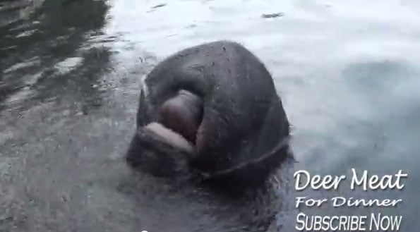 manatee-drinking-water-video