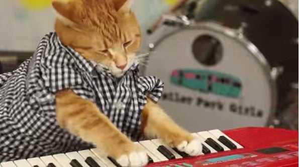 new-keyboard-cat-1