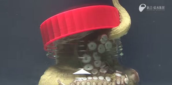octopus-escapes-jar-from-the-inside-1