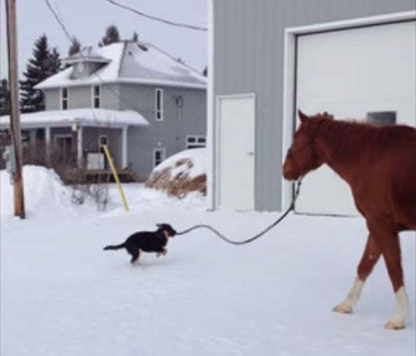 puppy-walks-horse-2