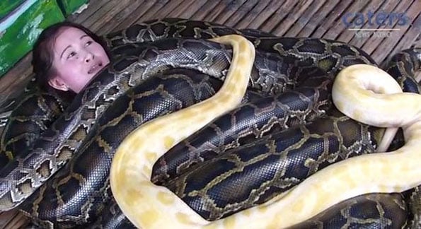 snake-massage-fu-that-no-1