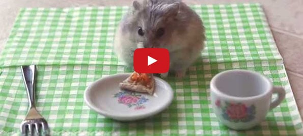 TINY HAMSTER EATING TINY PIZZA!!