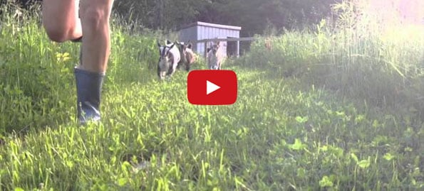 Baby Goats Frolicking In Pajamas Will Make You Smile Big Time