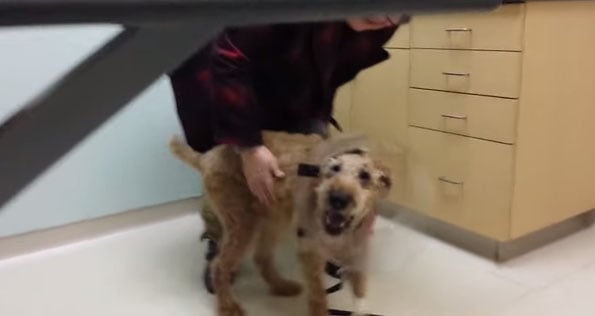 blind-dog-1