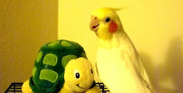 cockatiel-bird-sing-andy-griffith-turtle-1