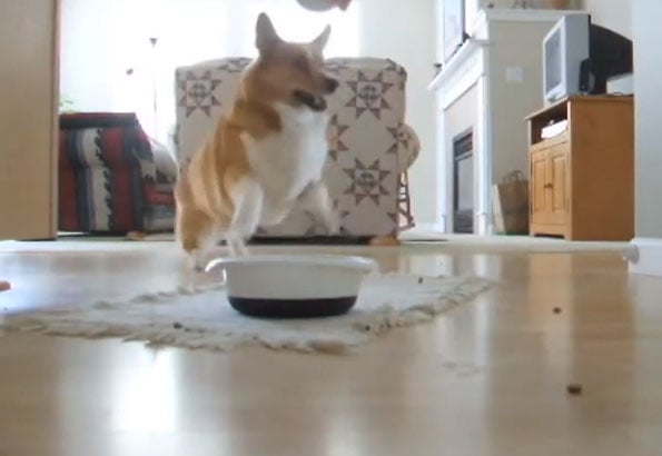 corgi-food-dance-1