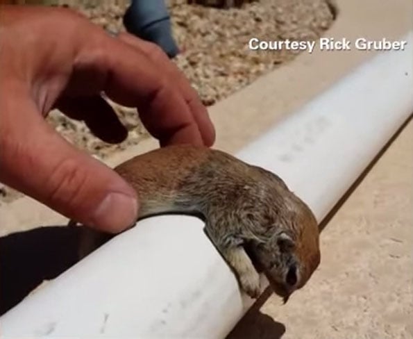 cpr-squirrel-1