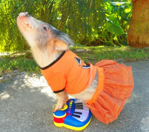 cute-pig-sing-2