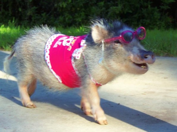 cute-pig-sing-3
