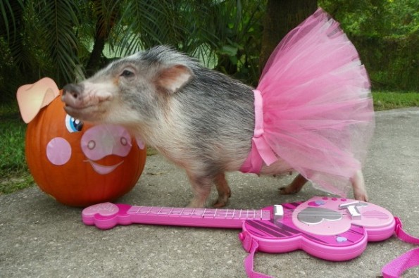 cute-pig-sing-4