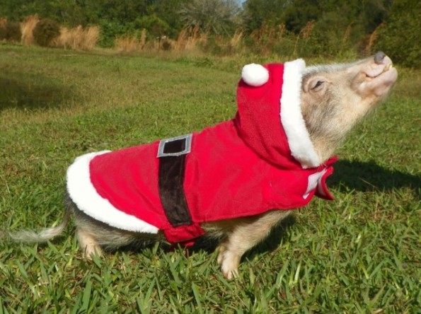 cute-pig-sing-5