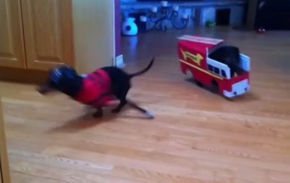 dachsund-firedrill-1