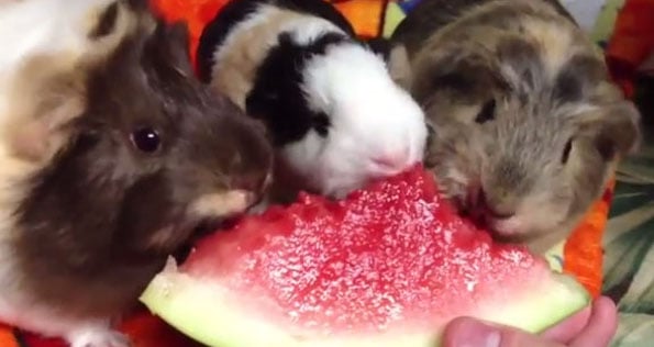 guinea-pig-watermelon-1