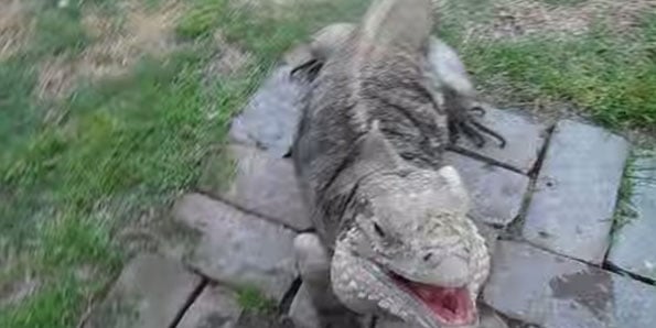 iguana-comes-when-called-2