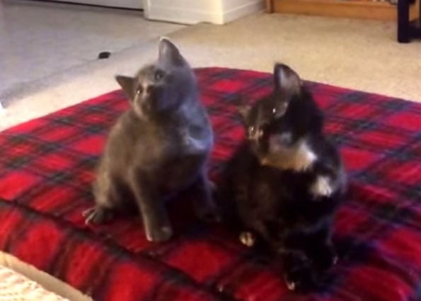 kittens-turn-down-for-what
