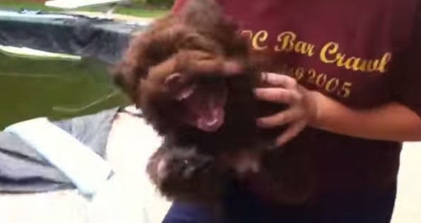leafblower-dog-2