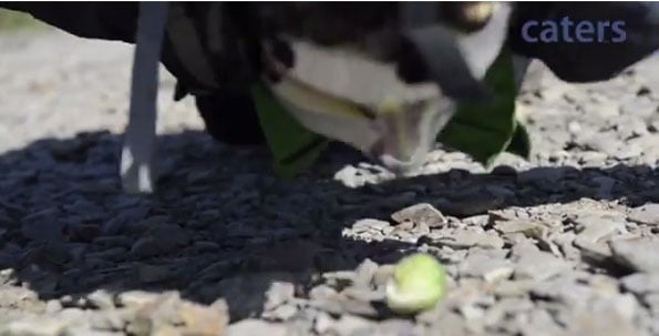man-pushing-brussels-sprout-up-mountain-with-nose-1