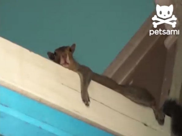 squirrel-merry-go-round-video-1