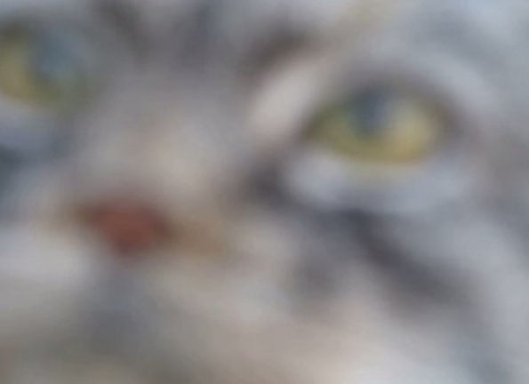 wild-cat-close-up-1