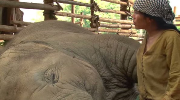 woman-lullabies-elephant-to-sleep-1