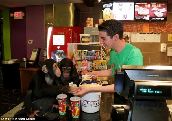 chimps-watch-movie-3