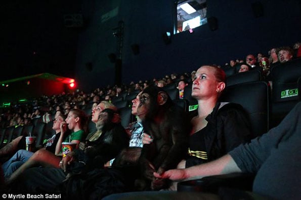 chimps-watch-movie-4