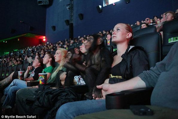 chimps-watch-movie-5
