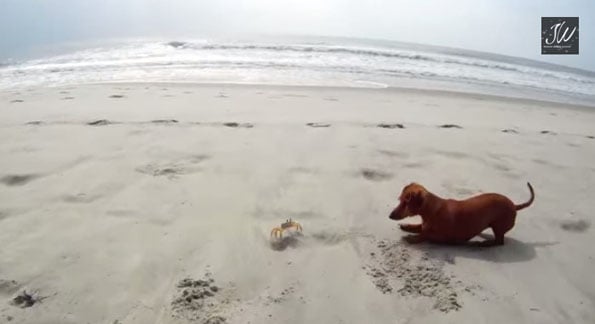 dachsund-meets-crab-1