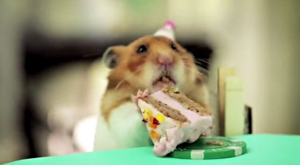 hedgehog-hamster-cake-day-2