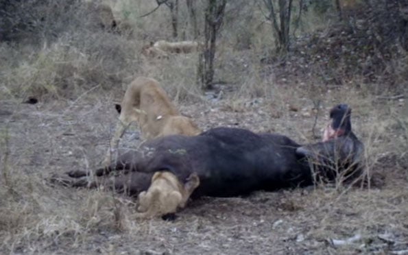 lion-butthole