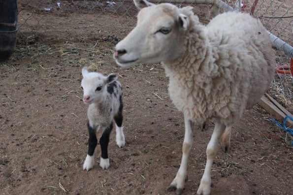 butterfly-geep-pygmy-goat-sheep-2