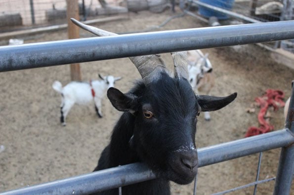 butterfly-geep-pygmy-goat-sheep-3