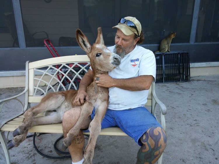 dementia-snuggle-donkey