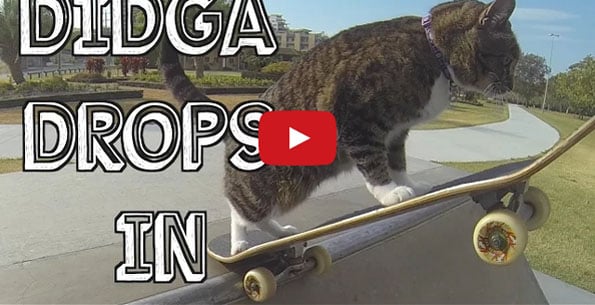 Watch This Cat Pull Off Some Sick Skateboard Tricks