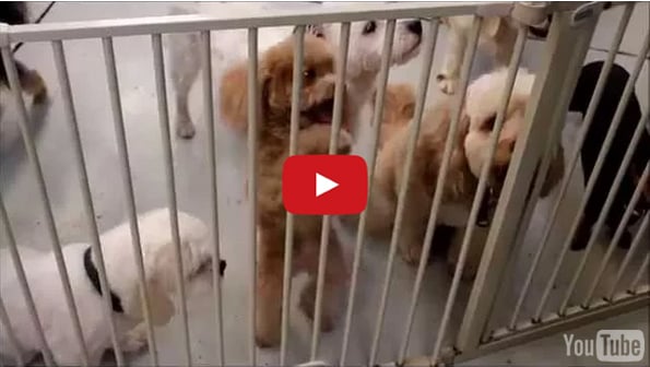 This Excited Puppy Will Make Your Monday A Little Better