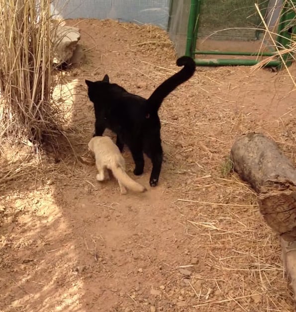 fox-cat-reunion-1