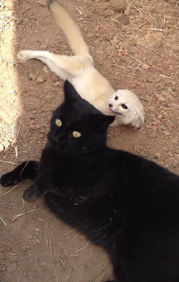 fox-cat-reunion-2
