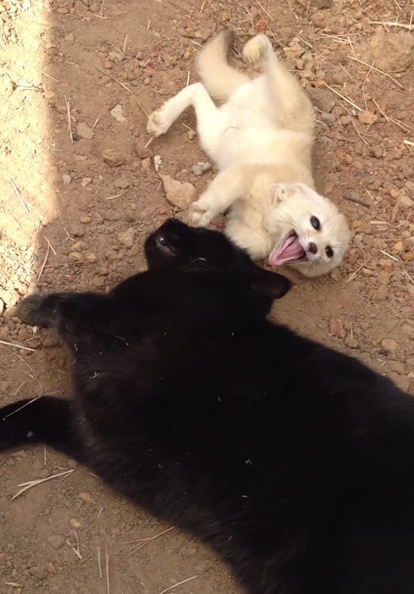 fox-cat-reunion