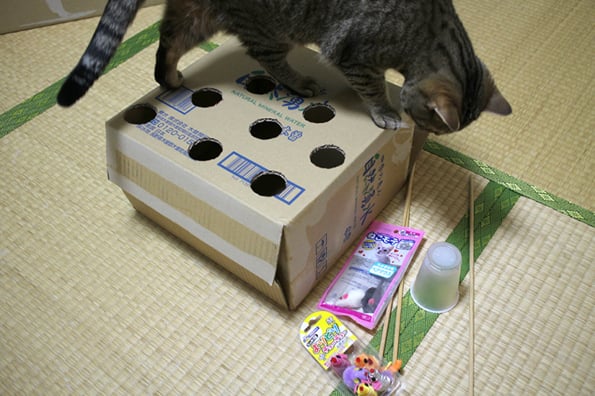 cat-whack-a-mole-1