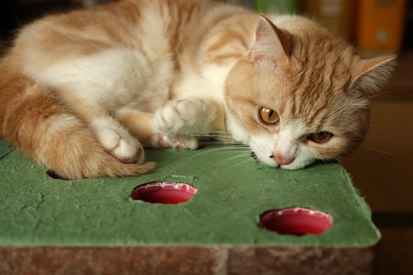 cat-whack-a-mole-4
