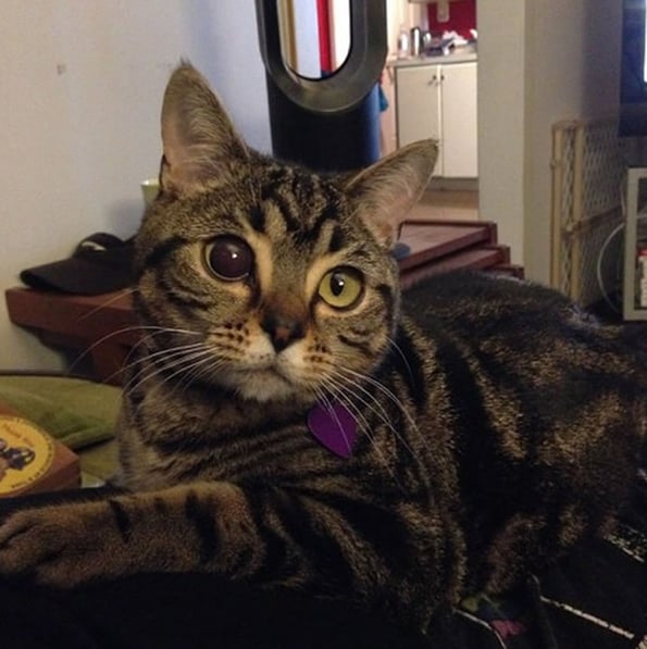 cat-alien-eyes-2