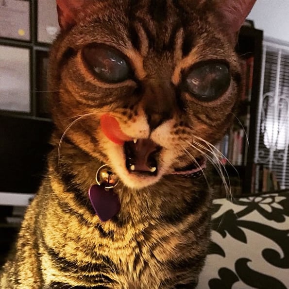 cat-alien-eyes-3
