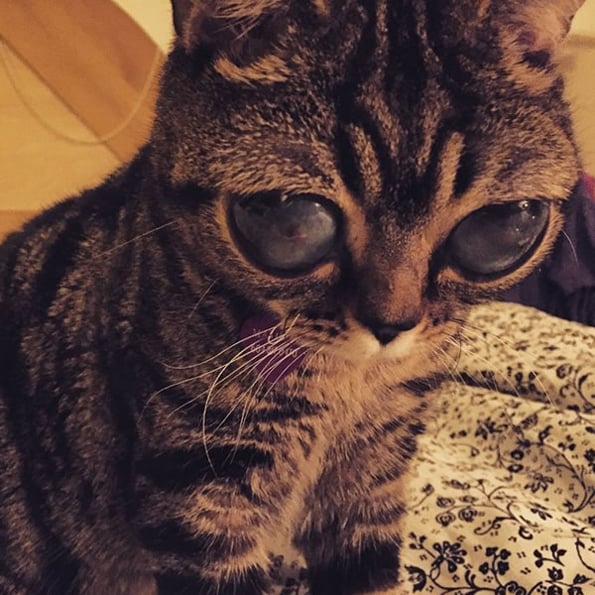 cat-alien-eyes-4