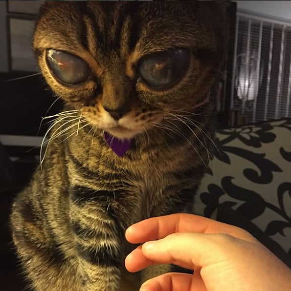 cat-alien-eyes-5